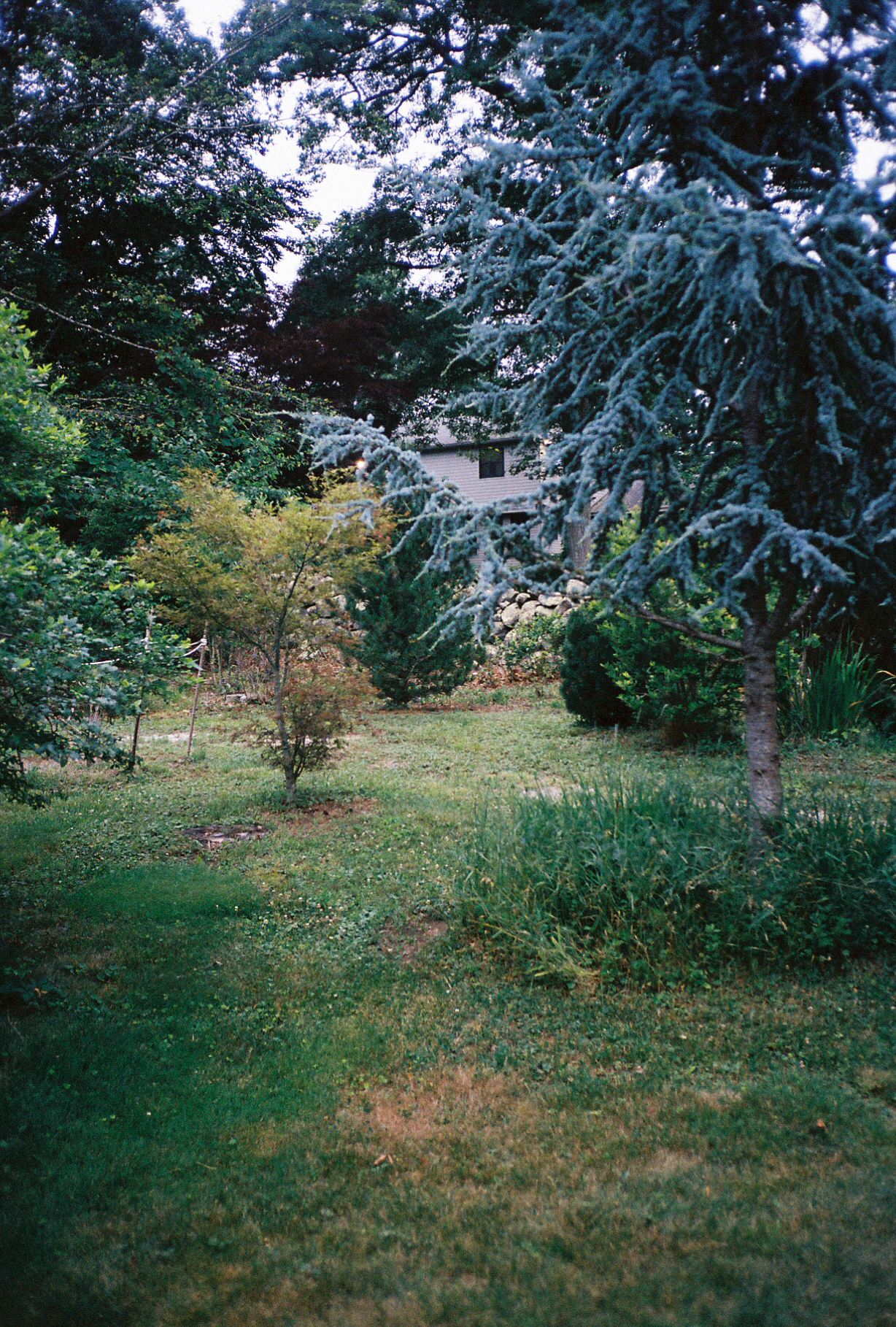Yard and trees at the location